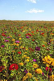 《最终幻想战略版：伊瓦利斯编年史》预购开启 Steam国区298元